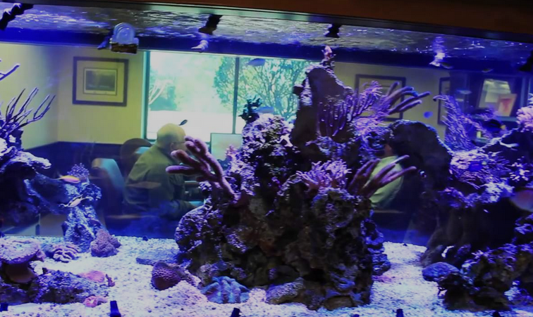 shrimp aquarium image