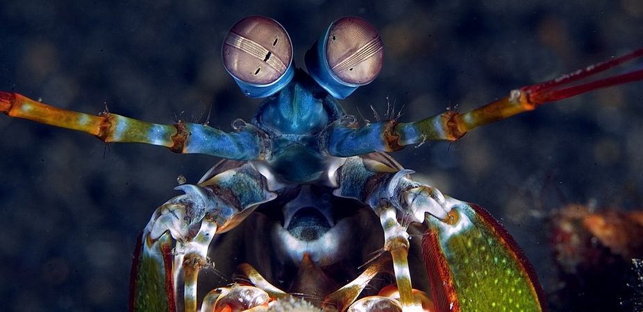 shrimp super eyes image