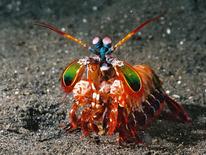 shrimp formal presentation image